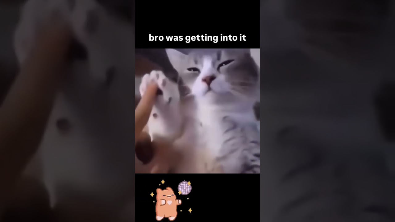 Cute cat flow the music rhythm #edm #cat #meme