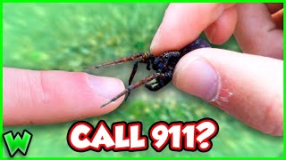 What Happens if a Wolf Spider BITES You