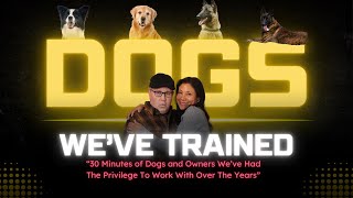Not Just A Marketing Guy -- 30 Minutes Of Dogs We've Trained Over The Years