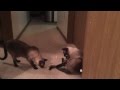 Siamese cats | Сиамские коты 