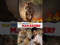 Really A Man Eater Tiger T 24 Tiger Ustad Ranthambore S King