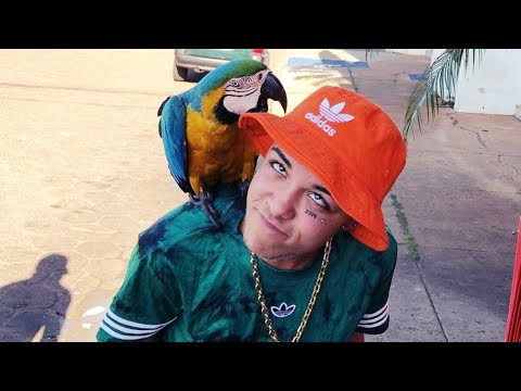 MC Alê e MC Novin - No Asfalto to de adidas, Fazendo Pose ( 2019 )