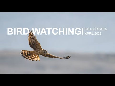 Birdwatching Pag | Croatia - 2023