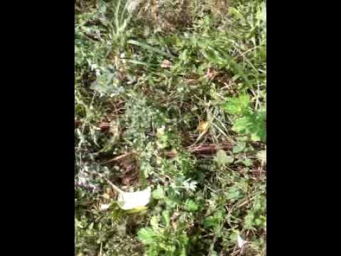 Politistii din Malureni iau masuri ilegale cu ruleta