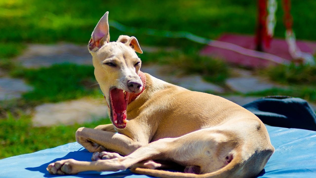 Comparing Italian Greyhounds and Whippets: What You Need to Know