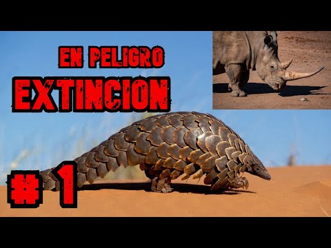 , title : 'Animales en PELIGRO de EXTINCIÓN #1 #animalesmaravillosos #animalessalvajes #peligrodeextincion'