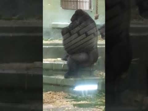 フォワ・シャバニー・マリー症候群