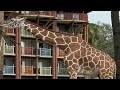 Disneys Animal Kingdom Lodge Savanna W Tons Of Animals Zebras Giraffes Walt Disney World 8 13 24