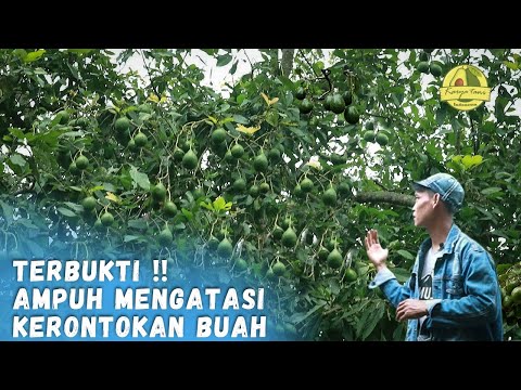 , title : 'ANTI RONTOK ‼️ TERBUKTI AMPUH MENGATASI RONTOK BUAH ALPUKAT'