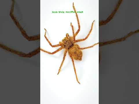 Tarantula Care Guide: Keeping Exotic Spiders as Pets