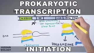 Prokaryotic Transcription Initiation and Elongation