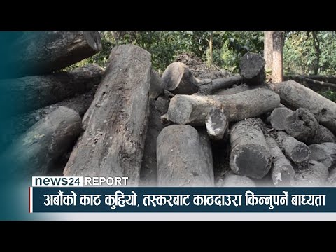 अर्बौको काठ कुहियो, तस्करबाट काठदाउरा किन्नुपर्ने बाध्यता - NEWS24 TV