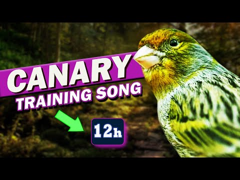 CANARY 's most powerful SINGING EVER ? - 12h Training Song