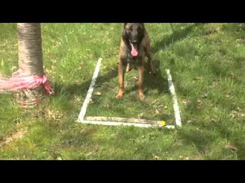 comment demarrer elevage chien