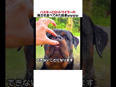 ハスキーとロットワイラーの魅力を並べてみた結果ｗｗｗｗｗ
