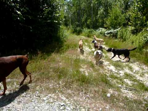 Skiplyn growl walk week 9