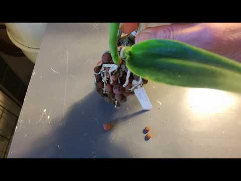 Flowers from Digna and a mount (because I have to 😁 Sunday 18-11-18