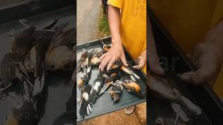 Download lagu NGERI‼️17 MURAI BATU MATI TERPANGGANG DI BATANG, JAWA TENGAH‼️ #shorts mp3