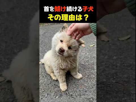 首を傾け続ける子犬…検査で判明した衝撃の理由 #子犬  #保護犬  #犬