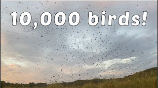 MASSIVE Purple Martin Migration! (~10,000 birds) Have you ever seen anything like this?
