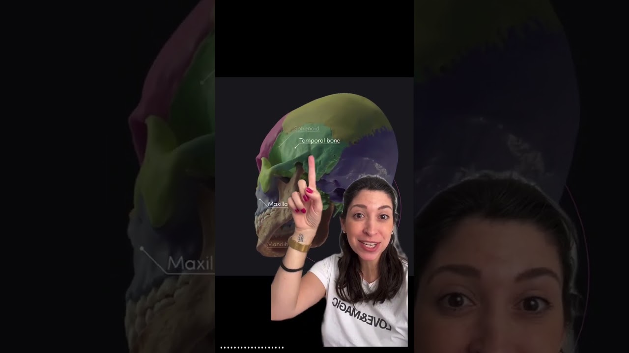 Quick review of skull bones!