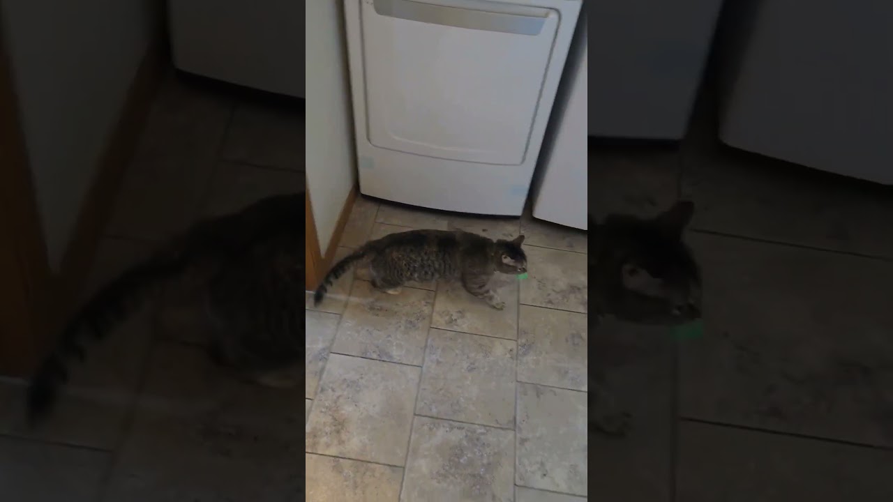 Candy-C, a Adoptable Domestic Short Hair in East Saint Louis, IL video 6/6