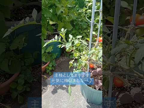  1つの植物からたくさんのトマトを得るにはどうすればよいですか？美しく豊かな収穫を楽しむための 5 つのシンプルだが効果的なヒント  庭園