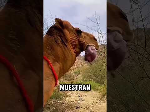 SI BES A UN CAMELLO 🐫 HACER ESTO CORRE Y PIDE AYUDA 😰 #parati
