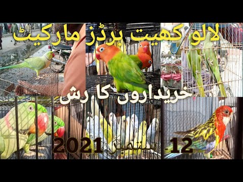 Lalukhet Sunday Birds Market Price Update on 12 Sep 2021 || #Lalukhetbird #Exoticbirds #Birdlover