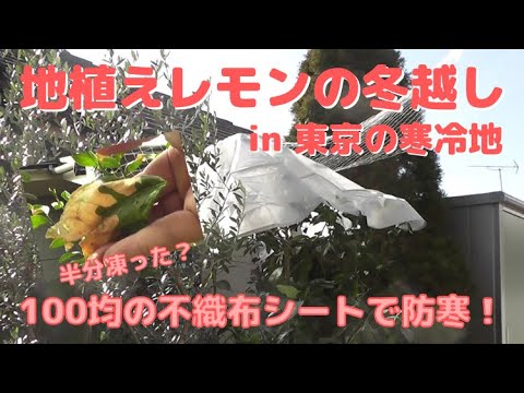 鉢植えのレモンの木はどのくらいの温度に耐えることができますか?冬に取り込んだほうがいいでしょうか？  庭園