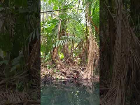 olho D'água no sítio frecheiras em cocal da estação Piauí #piauiense