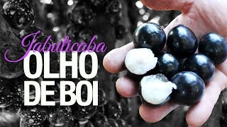 Miniatura do vídeo