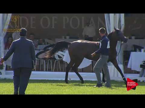 N.52 DASTAN - 2017 Pride Of Poland - 2 Years Old Colts (Class 5)