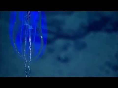 Cténophore Mertensiid cydippid