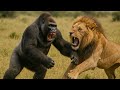 Brave Gorilla Saves Dog From Lion