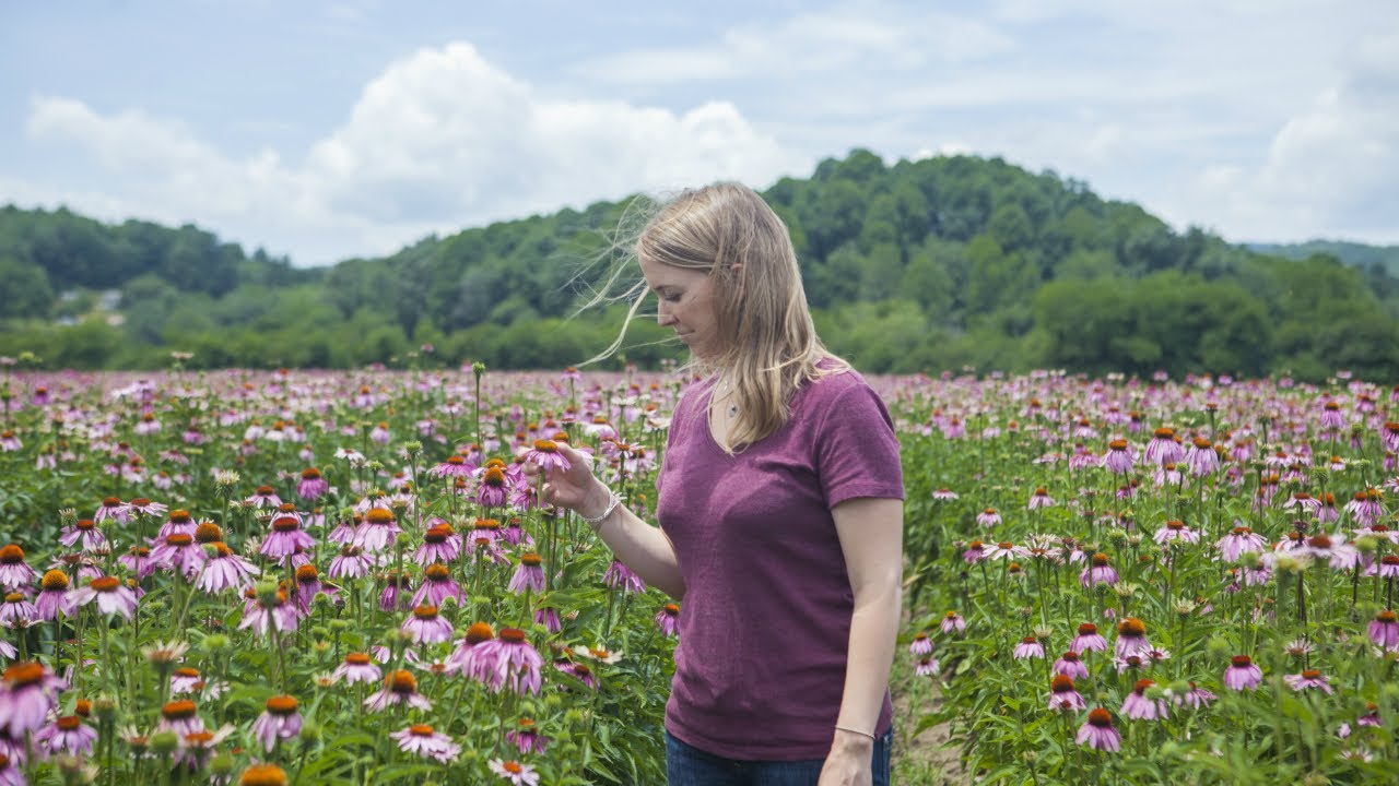 Forest Medicine: Stories Happen in Forests