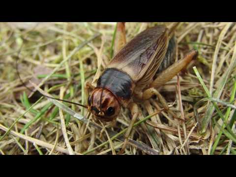 Canon PowerShot SX430 IS Review! (MY SAMPLE PHOTOGRAPHY)