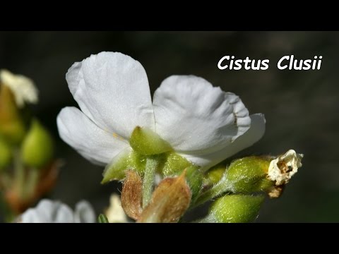 Esteperola (Cistus clusii)