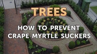 How to Prevent Crape Myrtle Suckers