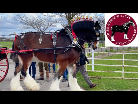 TWO WHEELED CARTS! National Shire Horse Show in ENGLAND (Episode 7) Apollo The Shire