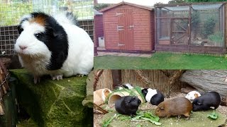 Keeping Guinea Pigs Outdoors