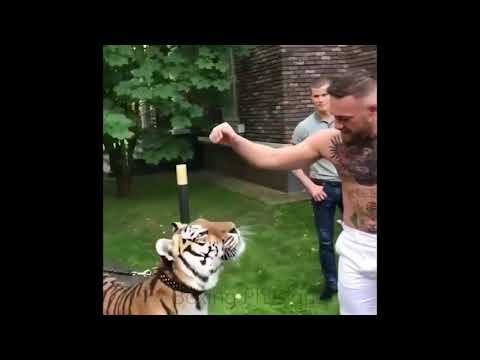 Khabib(Bear) vs Mcgregor(Tiger)