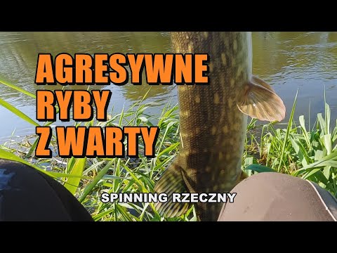 RIVER SPINNING - Where to look for predators? BITE AFTER BITE! #BEZmapy 14 (Warta River 2023)