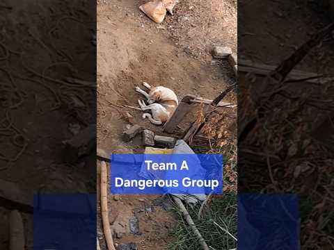 Dangerous Dogs 🐶⚔️ vs Funny Dogs 😂 | Epic Dog Gang War Gone Wrong!