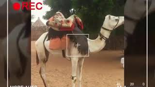 اغاني زغاوة بري بور في حول العالم اينما كنتم