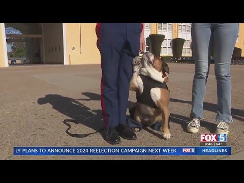 'Private Bruno' Becomes Active-Duty Marine Corps Recruit Mascot