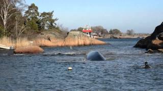preview picture of video 'Hvalsafari i Hvalsund'