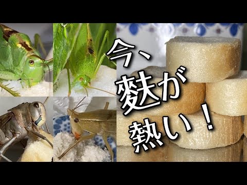 直翅目について詳しく解説