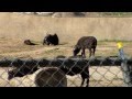 Cape Buffalo