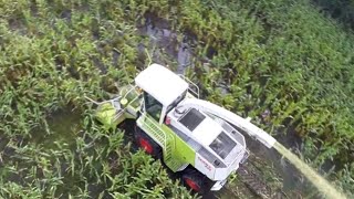 preview picture of video 'Mais Hakselen in de modder met de Claas 840 in Ermelo'